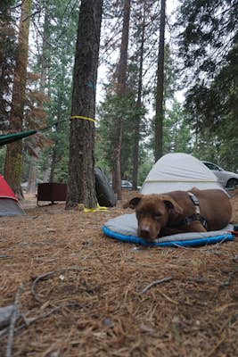 Camp at Sunset Campground in Kings Canyon National Park