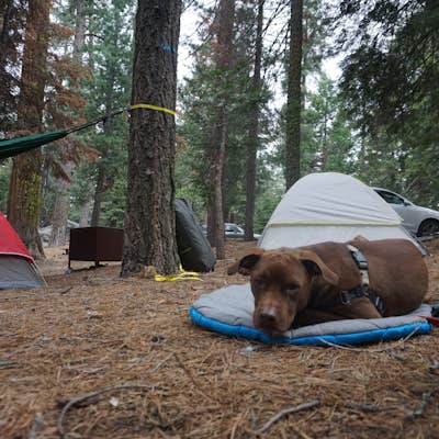 Camp at Sunset Campground in Kings Canyon National Park