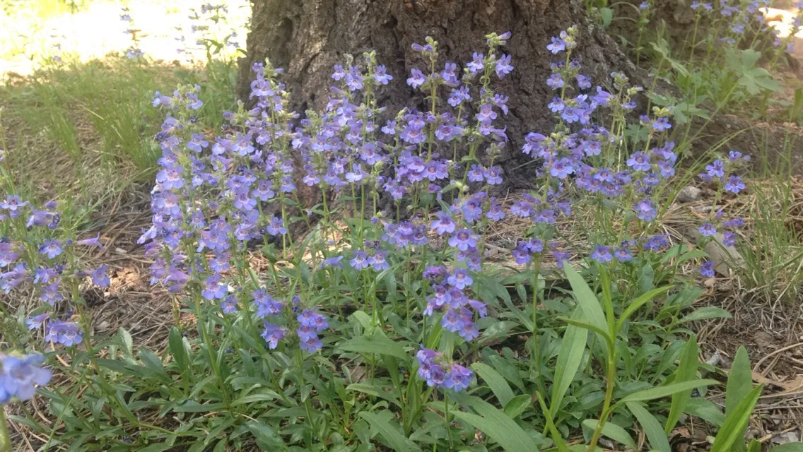 Hike the Saint Mary's Falls Trail