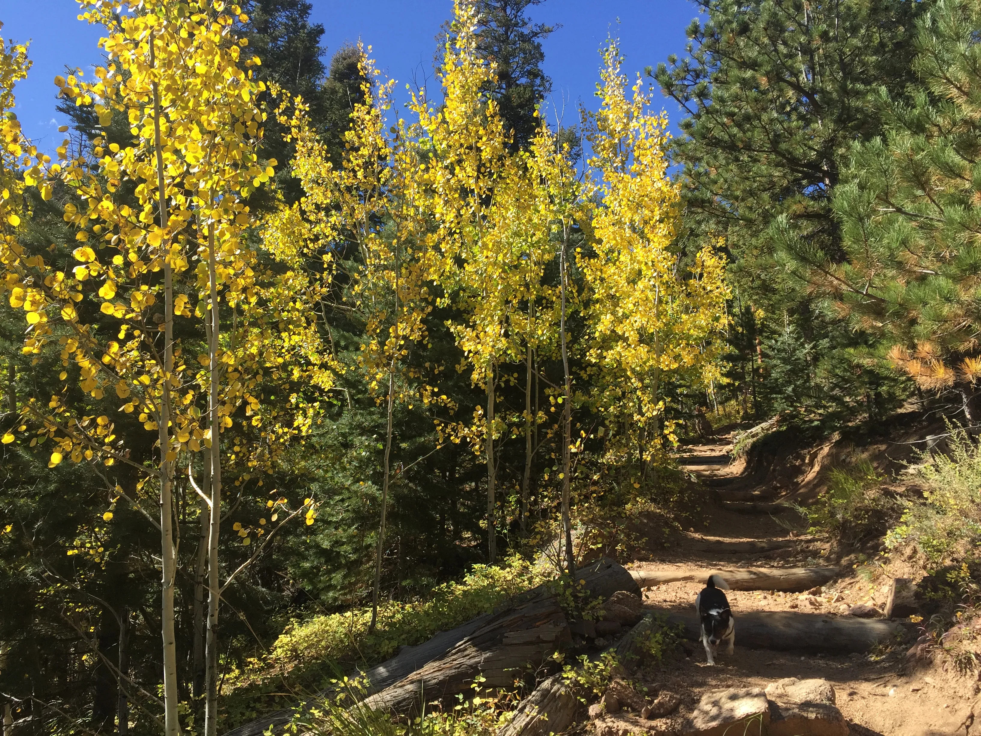 Hike the Saint Mary's Falls Trail