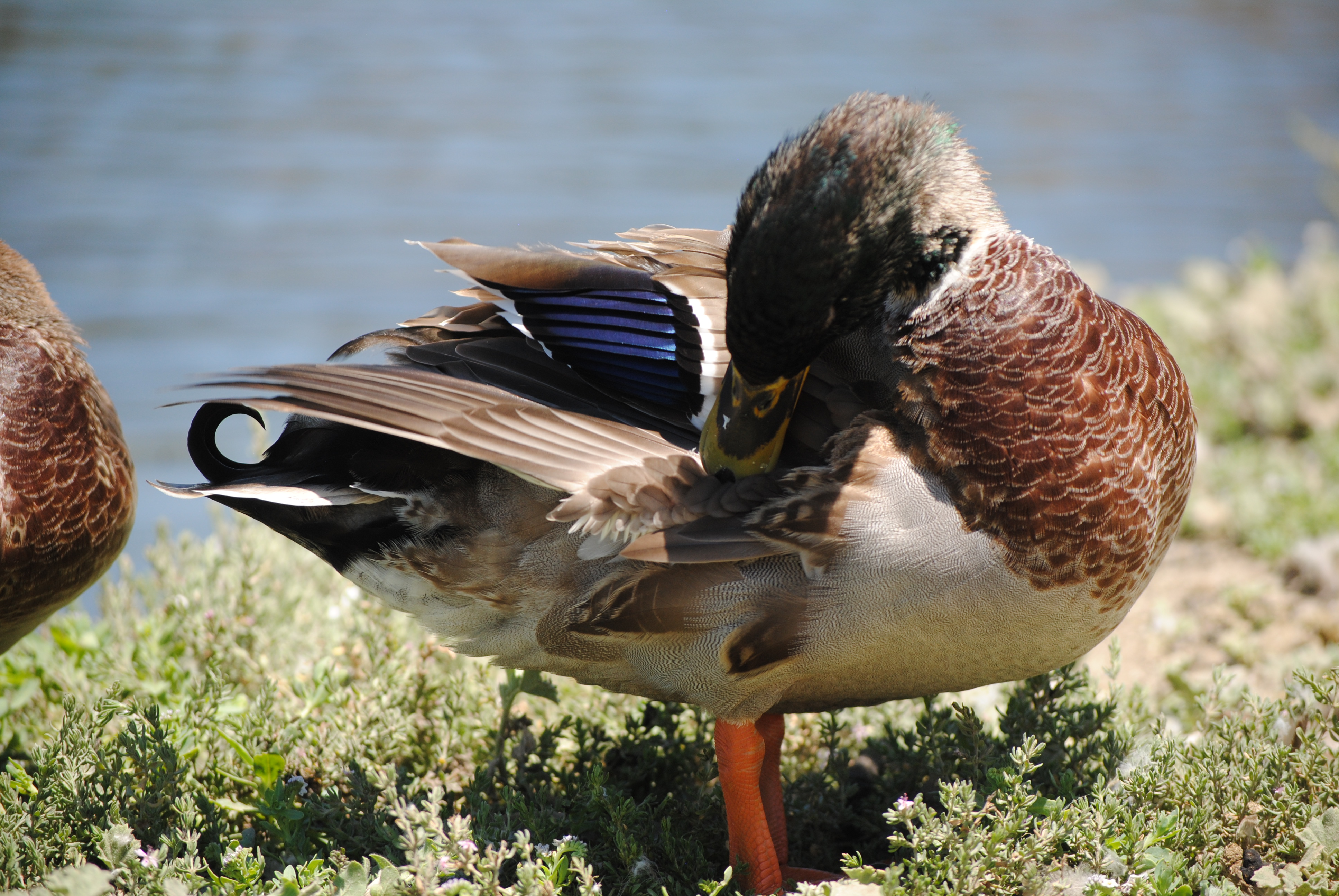 Kick Back at Laguna Niguel Regional Park
