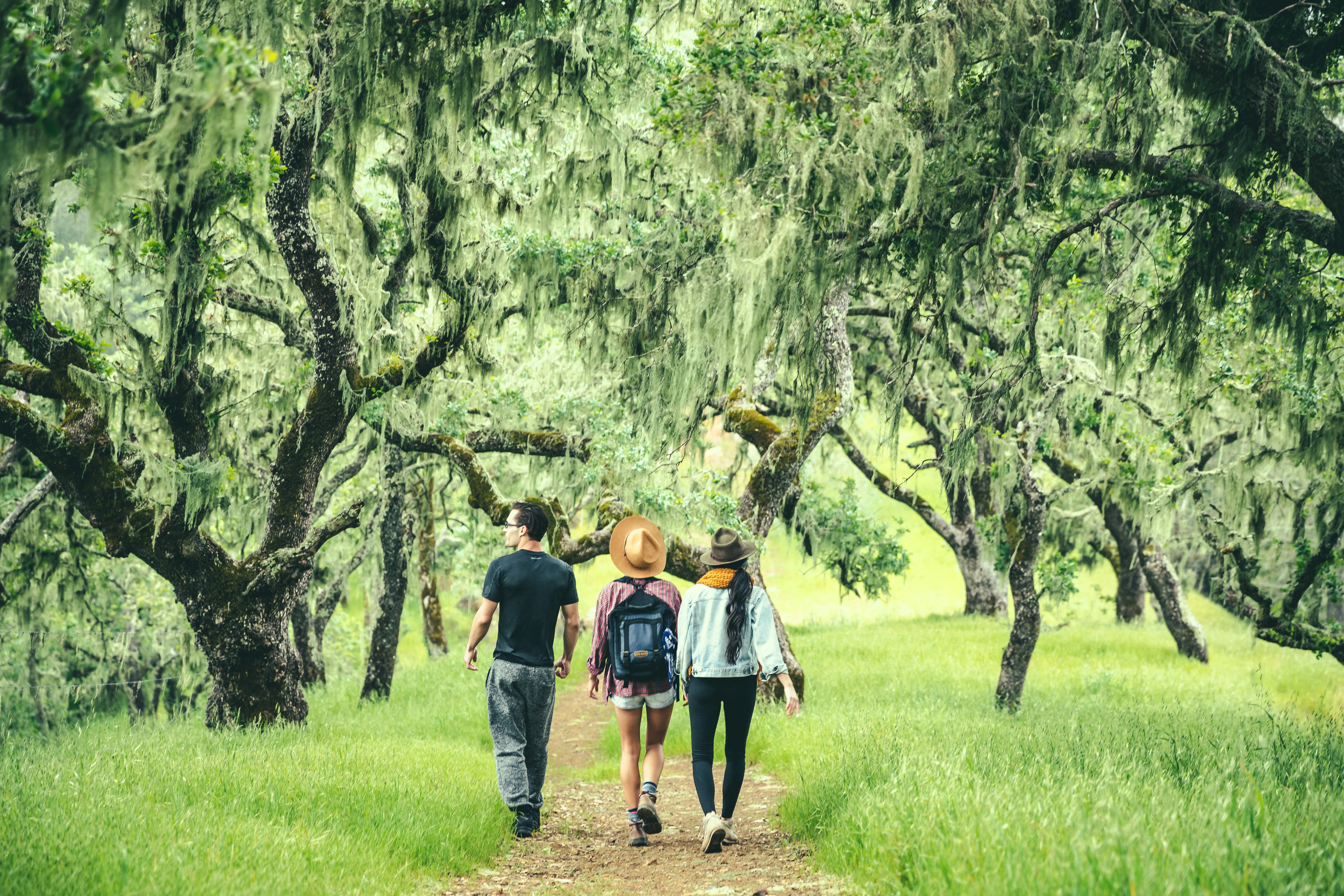 Bald Hill via Oat Hill Mine Trail