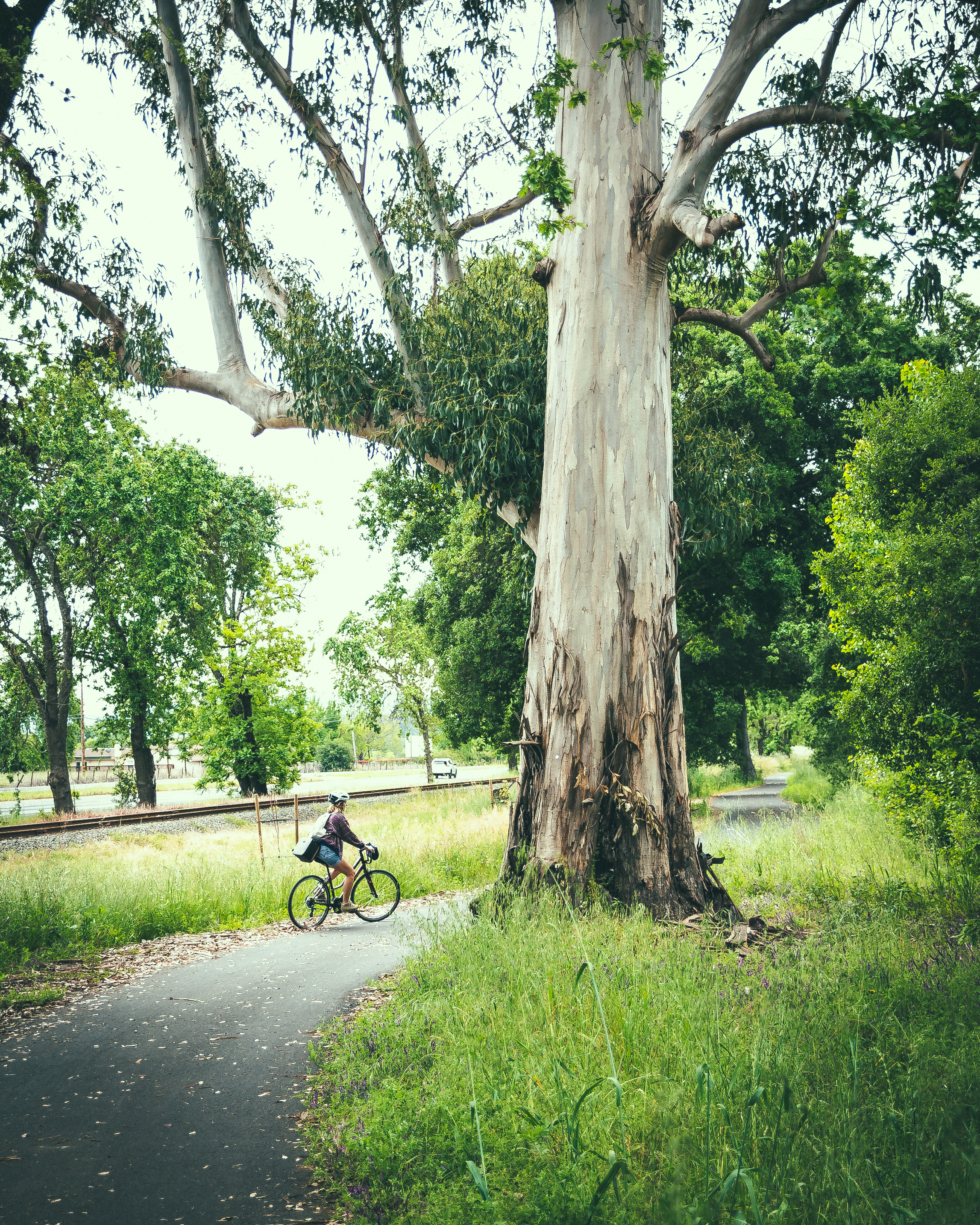 Bike the Napa Valley Wine Trail