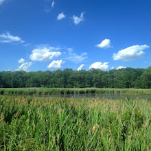 Hike the Black Marsh Trail at North Point State Park