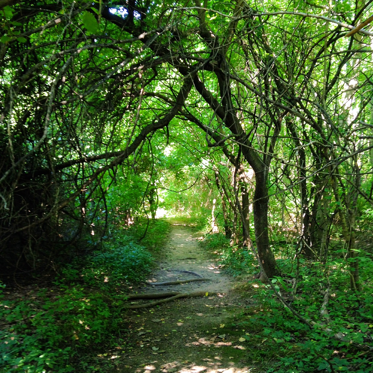 Hike the Black Marsh Trail at North Point State Park