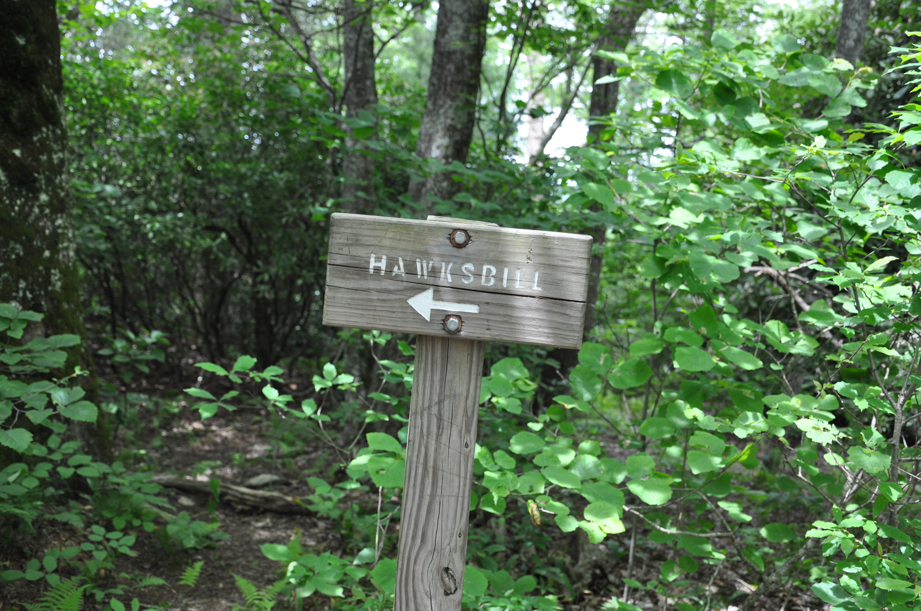 Hike to Hawksbill Mountain