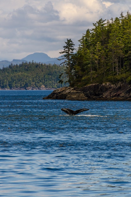 Photograph Whales out of Telegraph Cove, Stubbs Island Whale Watching