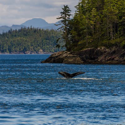 Photograph Whales out of Telegraph Cove