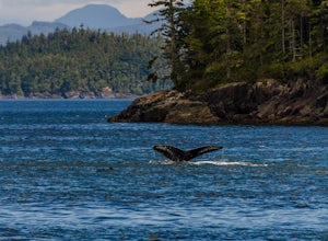 Photograph Whales out of Telegraph Cove
