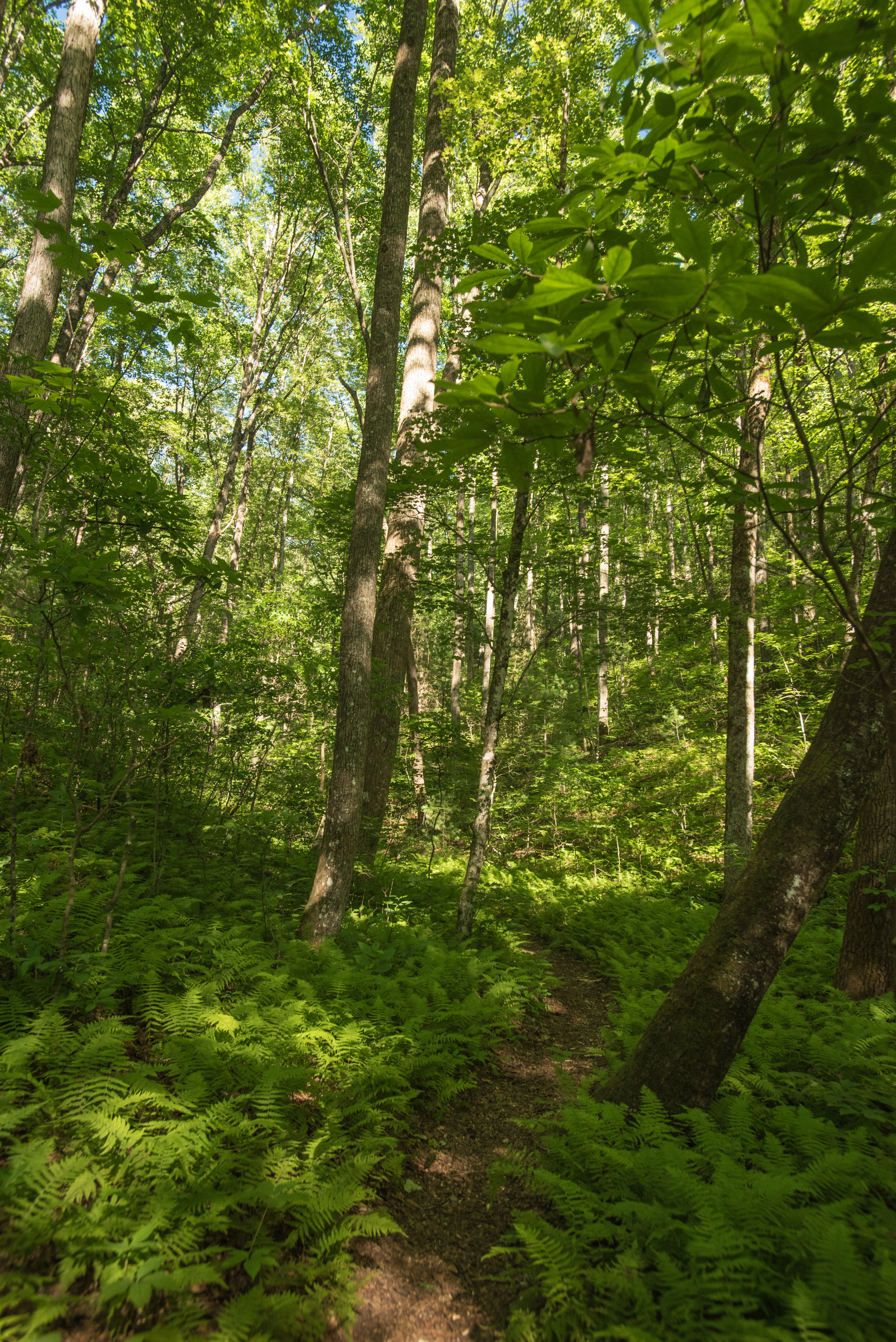 Hike the James E. Edmond trail to Lookoff Mountain Overlook