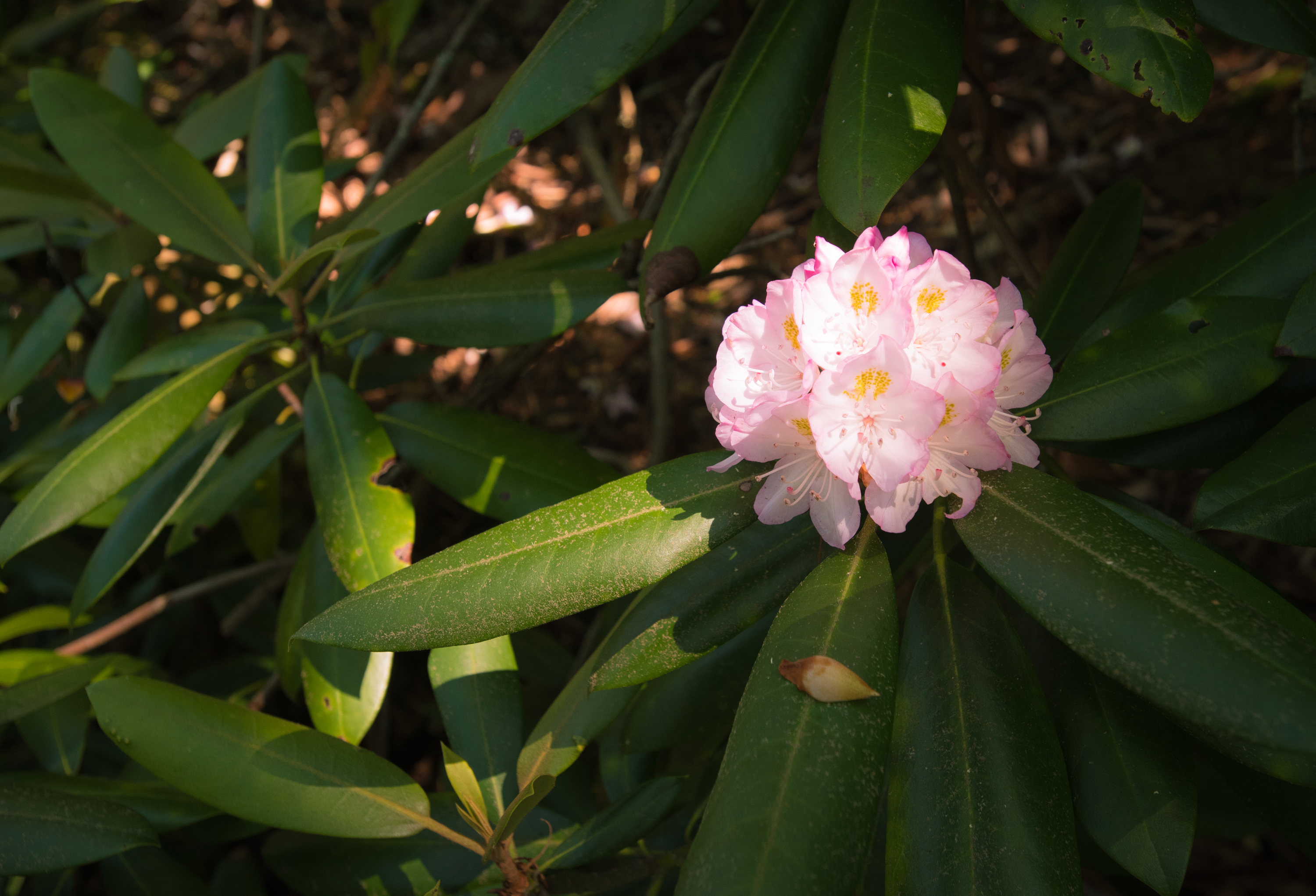 Hike the James E. Edmond trail to Lookoff Mountain Overlook