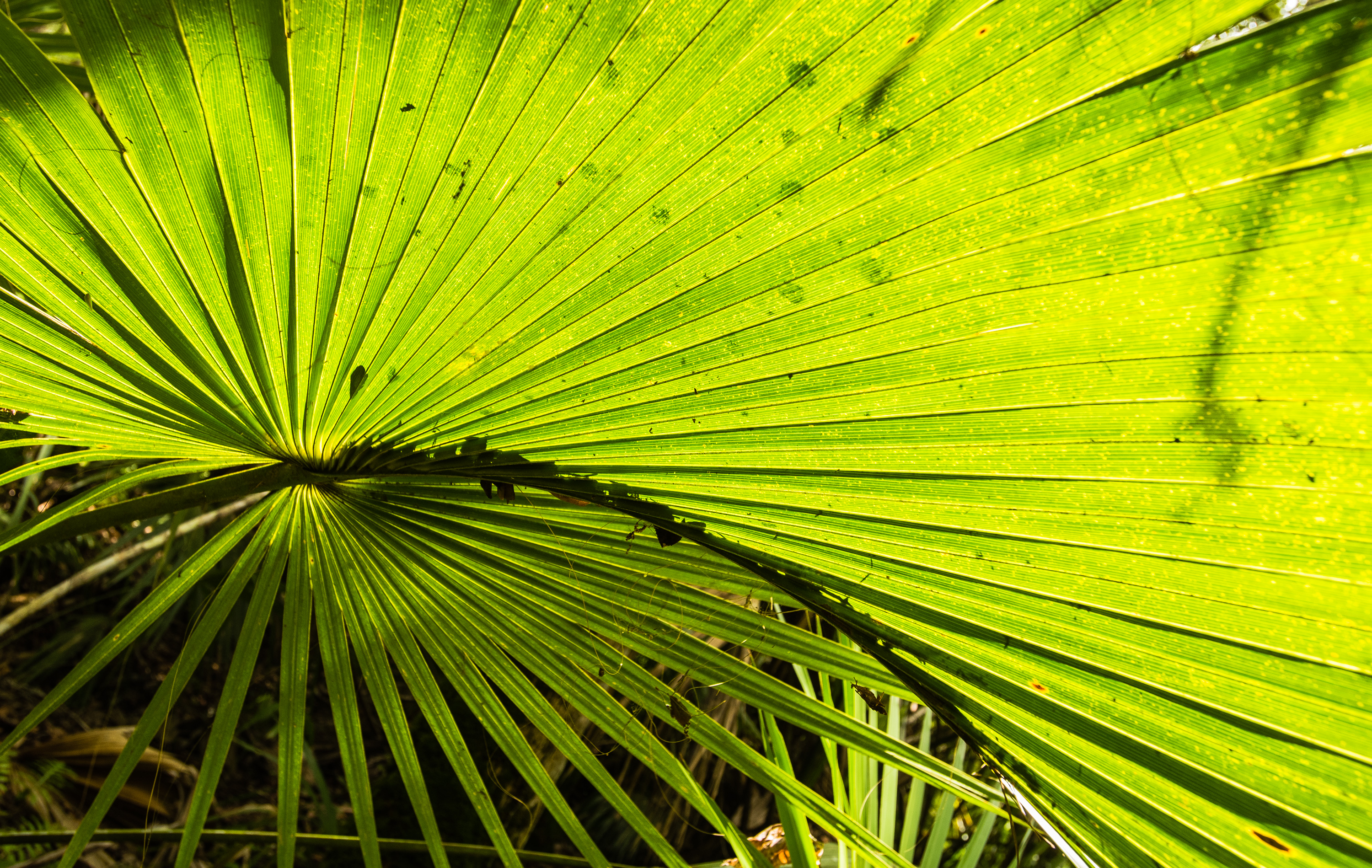 Hike the St. Francis Yellow Trail