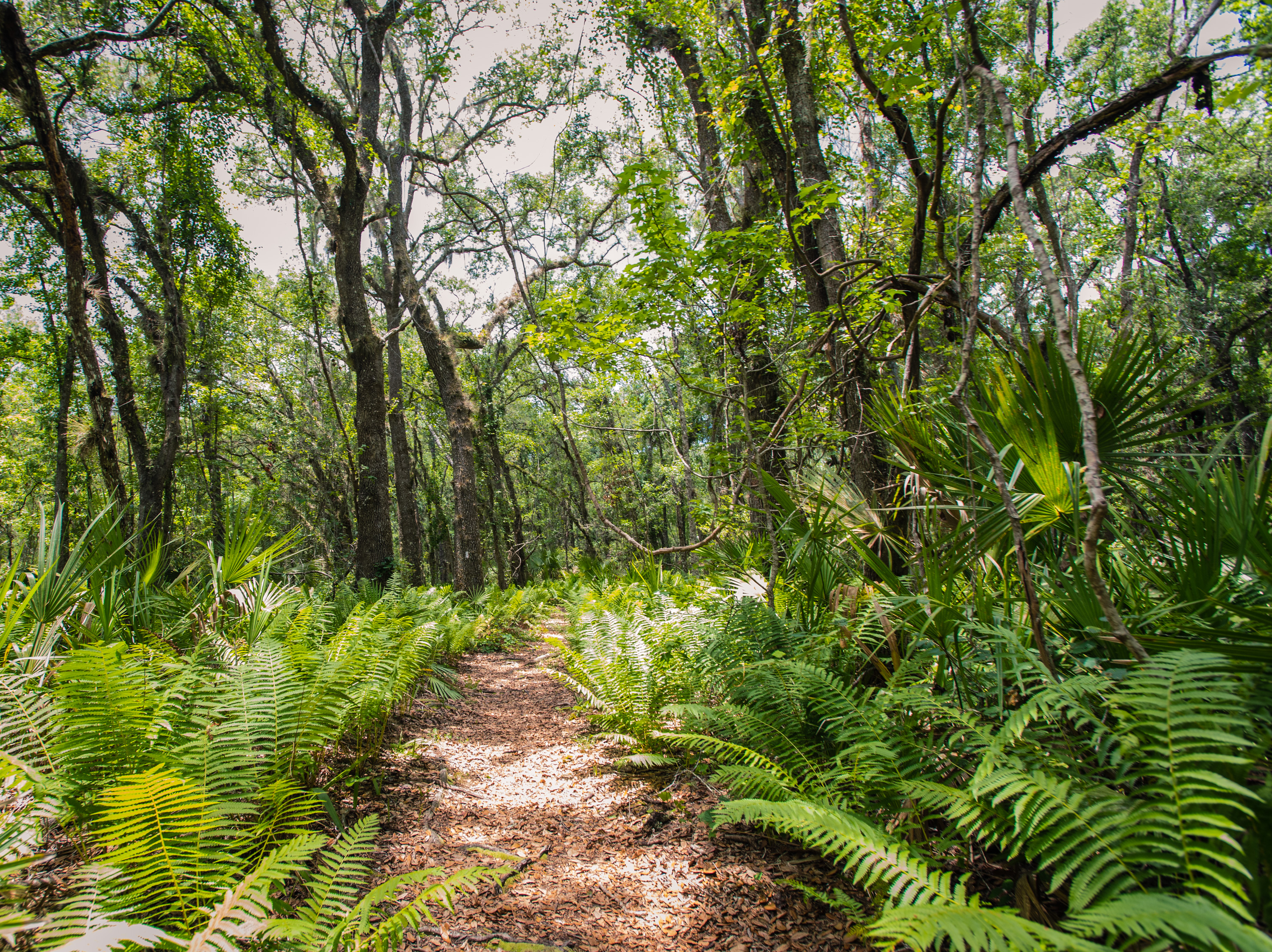 Hike the St. Francis Yellow Trail