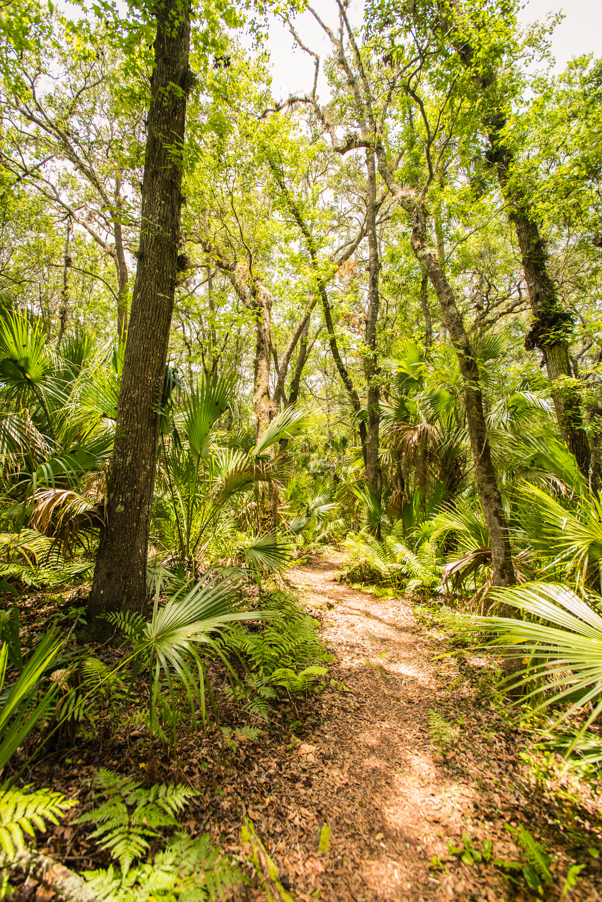 Hike the St. Francis Yellow Trail