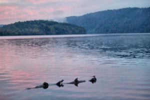 Camp at Lake Catherine State Park