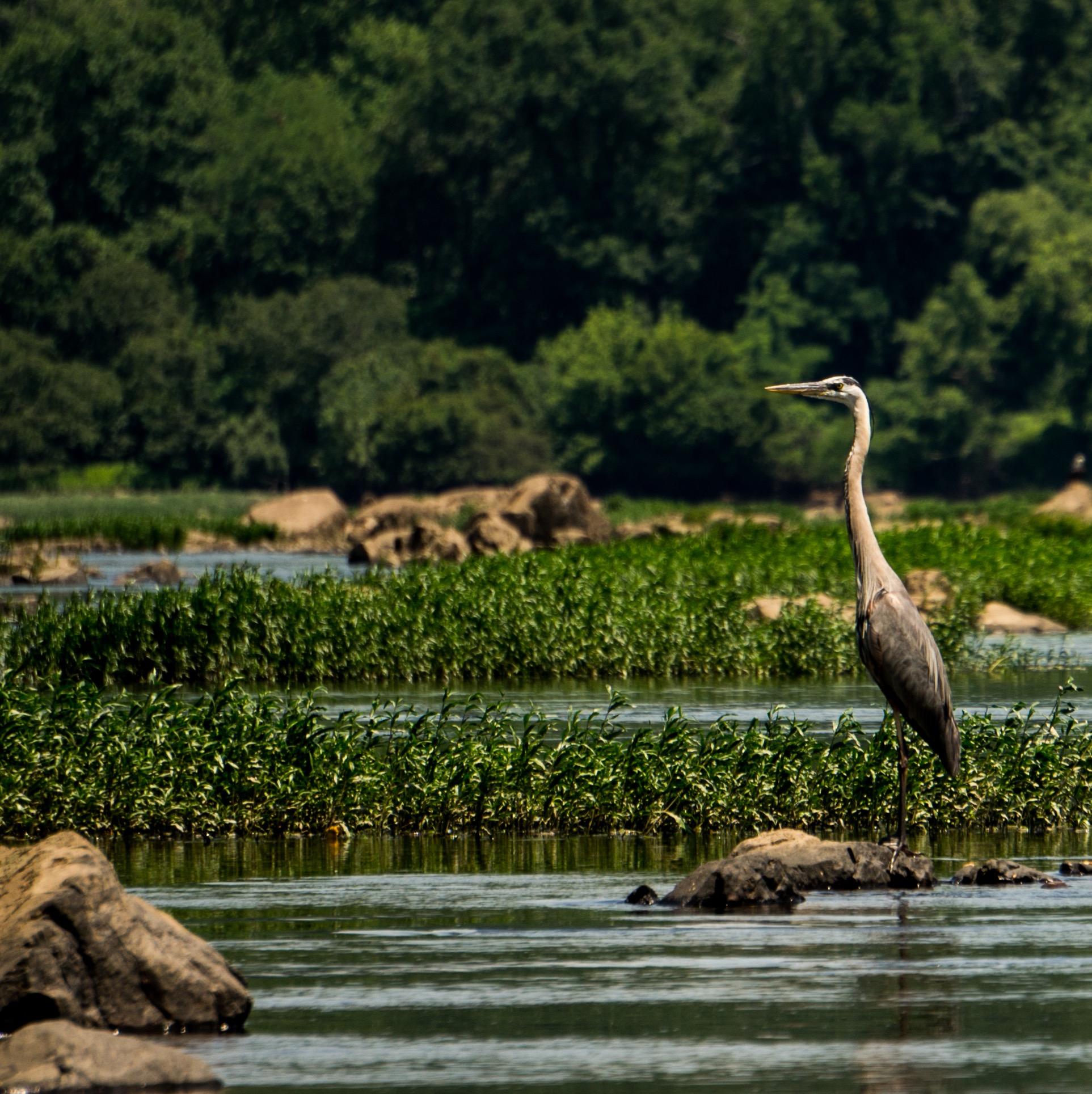 Hike the Susquehanna Ridge Trail at Susquehanna State Park