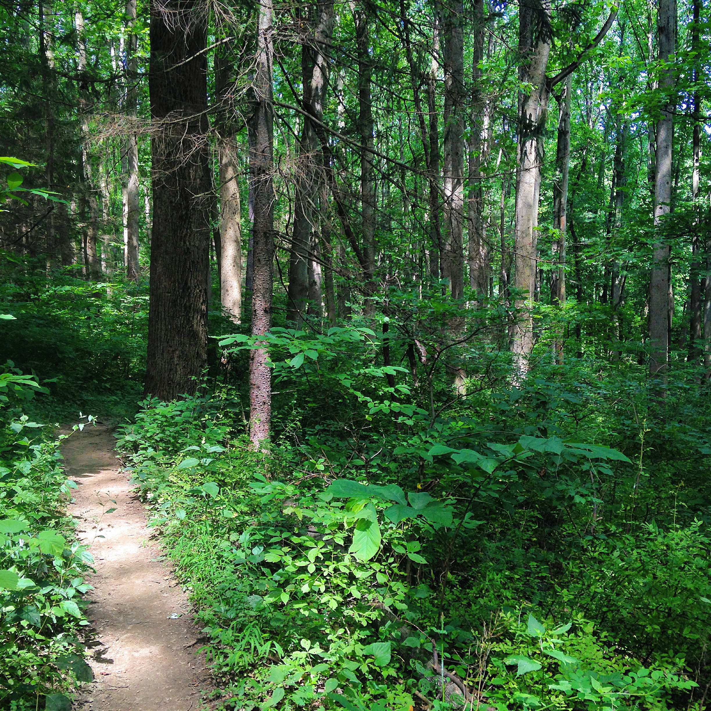 Hike the Susquehanna Ridge Trail at Susquehanna State Park