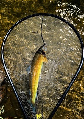 Fly Fish the Madison River (Hebgen Lake to Earthquake Lake)