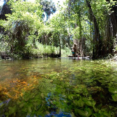 Paddle through Cypress and back in time on the Loxahatchee river.