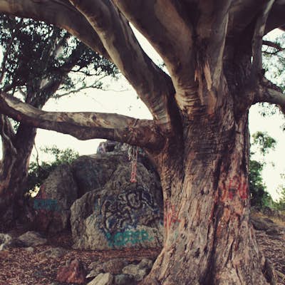 Relax at the Hippie Tree