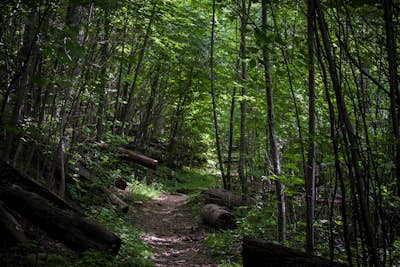 Hike to Hazel Falls in Shenandoah National Park