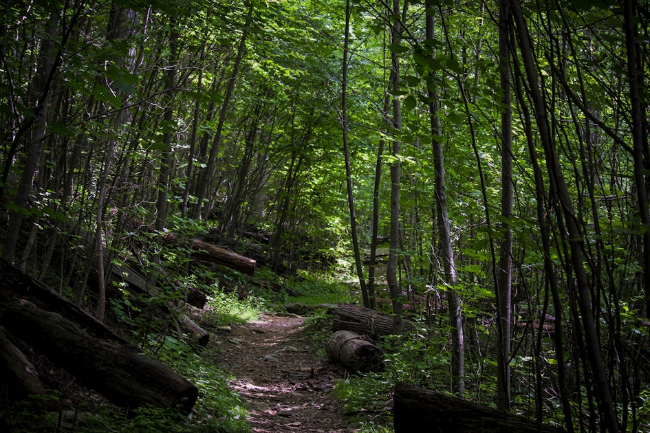 Hike to Hazel Falls in Shenandoah National Park, Meadow Spring Parking Area