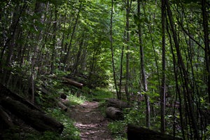 Hike to Hazel Falls in Shenandoah National Park