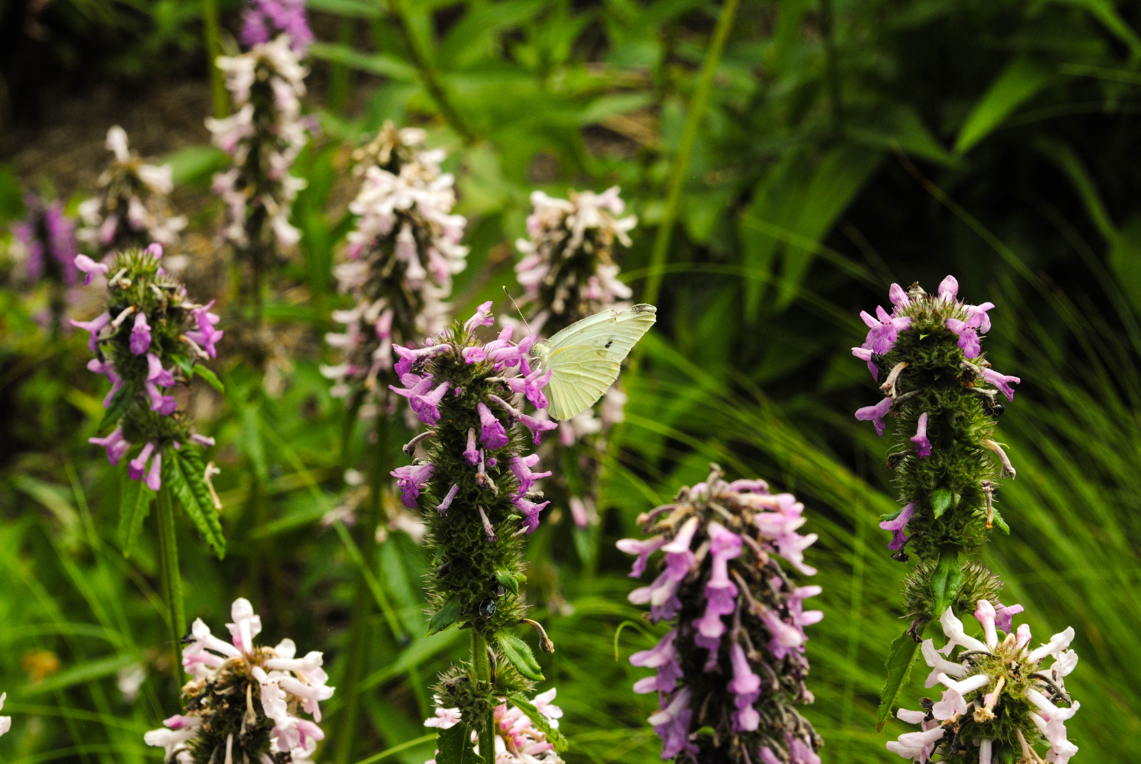 Luire Garden