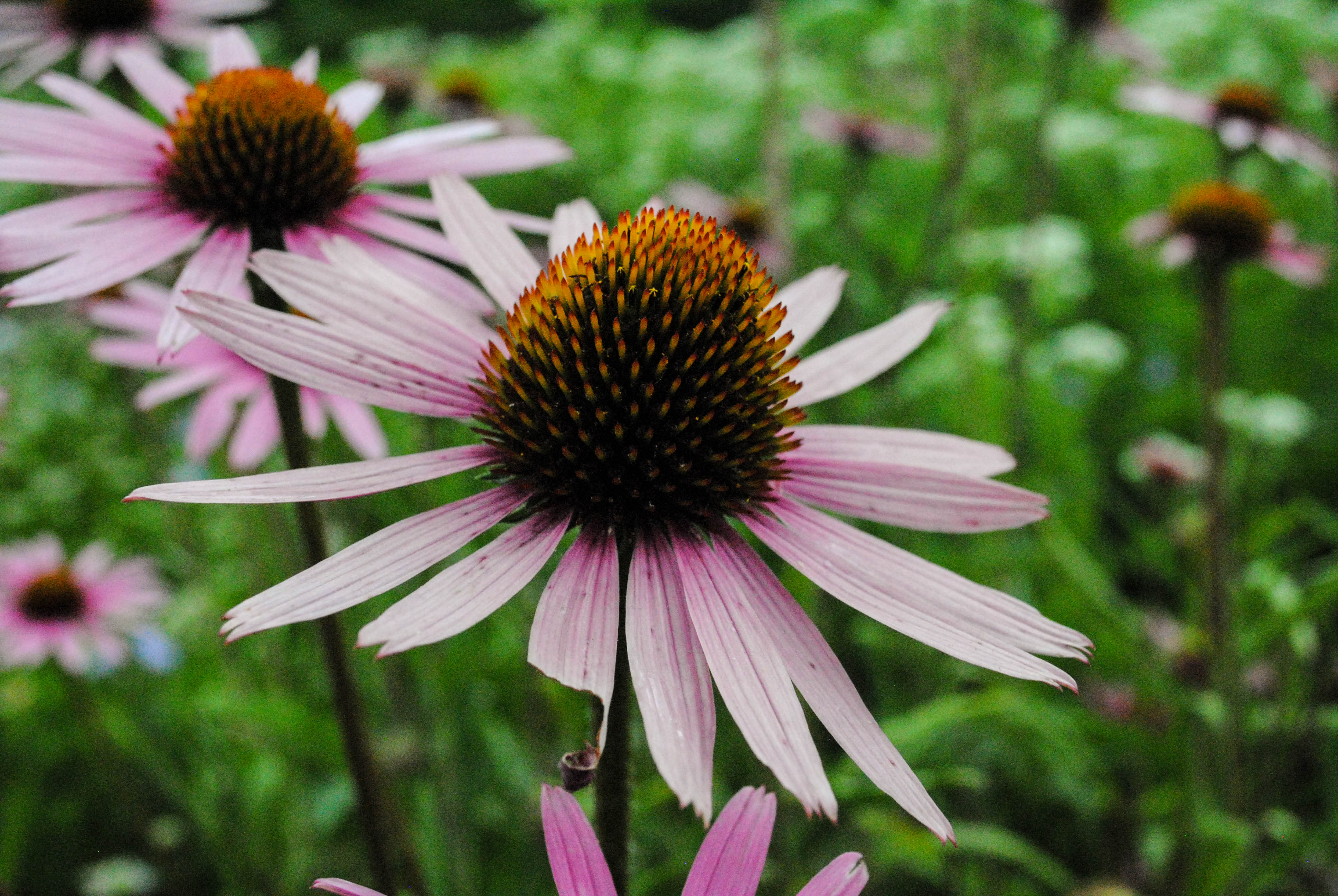 Luire Garden