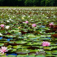 Hike the South Tract Trails at Patuxent Research Refuge 