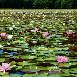 Hike the South Tract Trails at Patuxent Research Refuge 