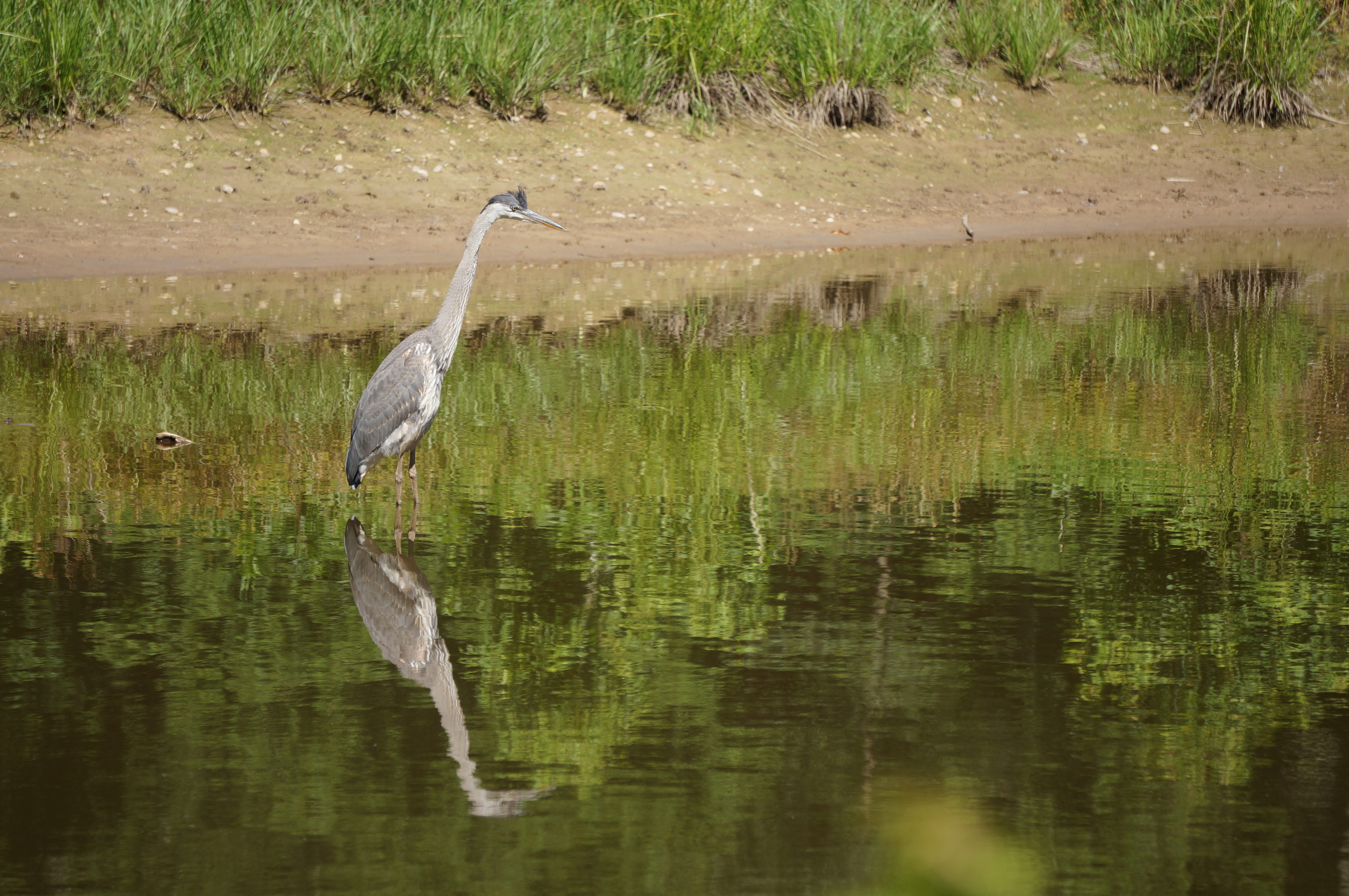 Hike the South Tract Trails at Patuxent Research Refuge 