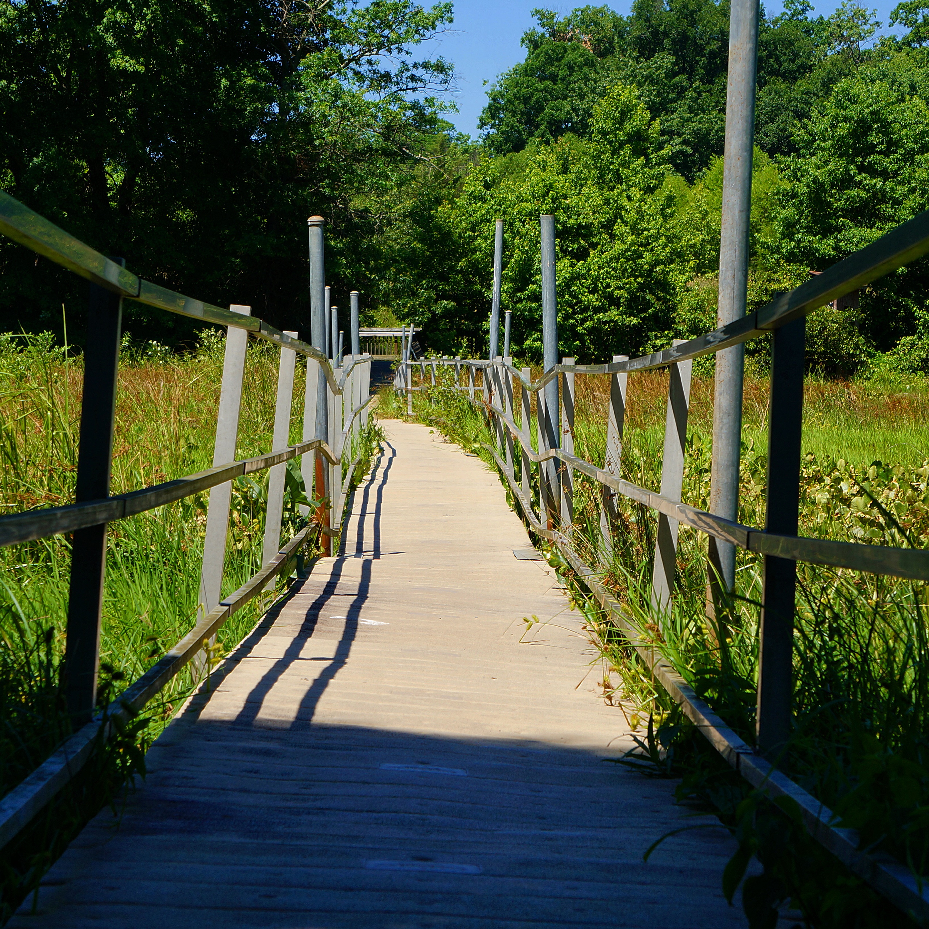 Hike the South Tract Trails at Patuxent Research Refuge 