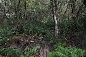 Hike the Fairy Bower/Cox's Cave Loop