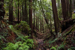 Purisima Creek Trail and Craig Britton Trail Loop