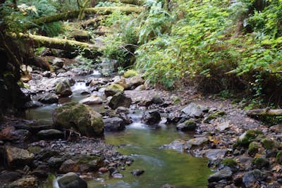 Purisima Creek Trail and Craig Britton Trail Loop