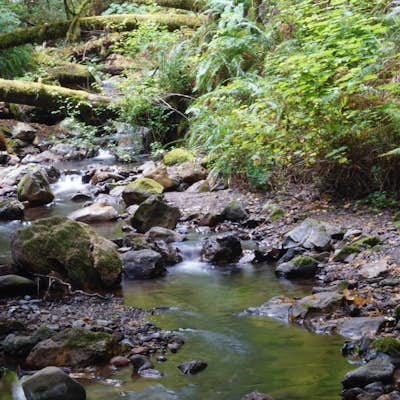 Purisima Creek Trail and Craig Britton Trail Loop
