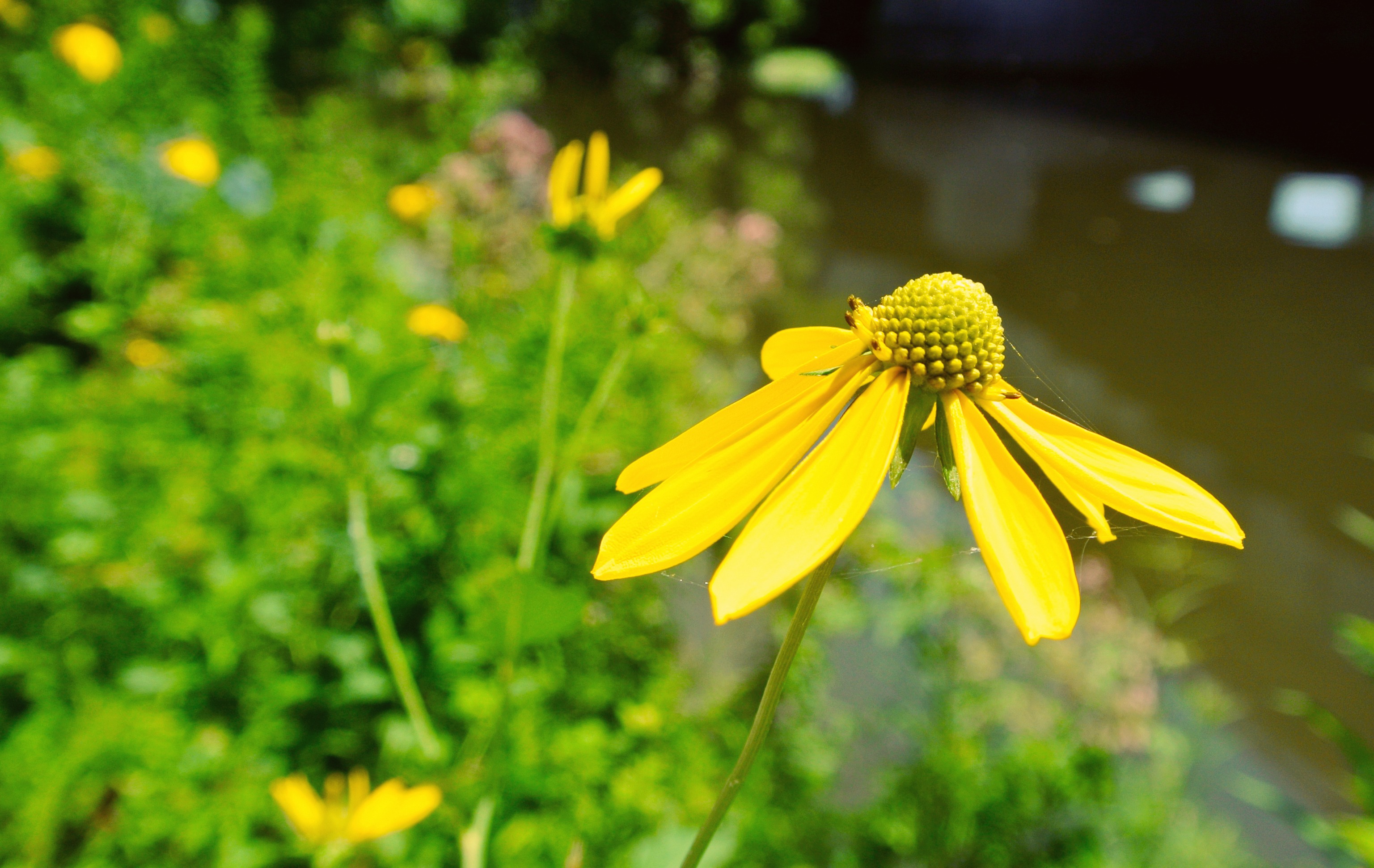 Theodore Roosevelt Island