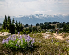 Bike the Whistler Alpine Trail Network