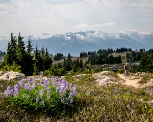 Bike the Whistler Alpine Trail Network