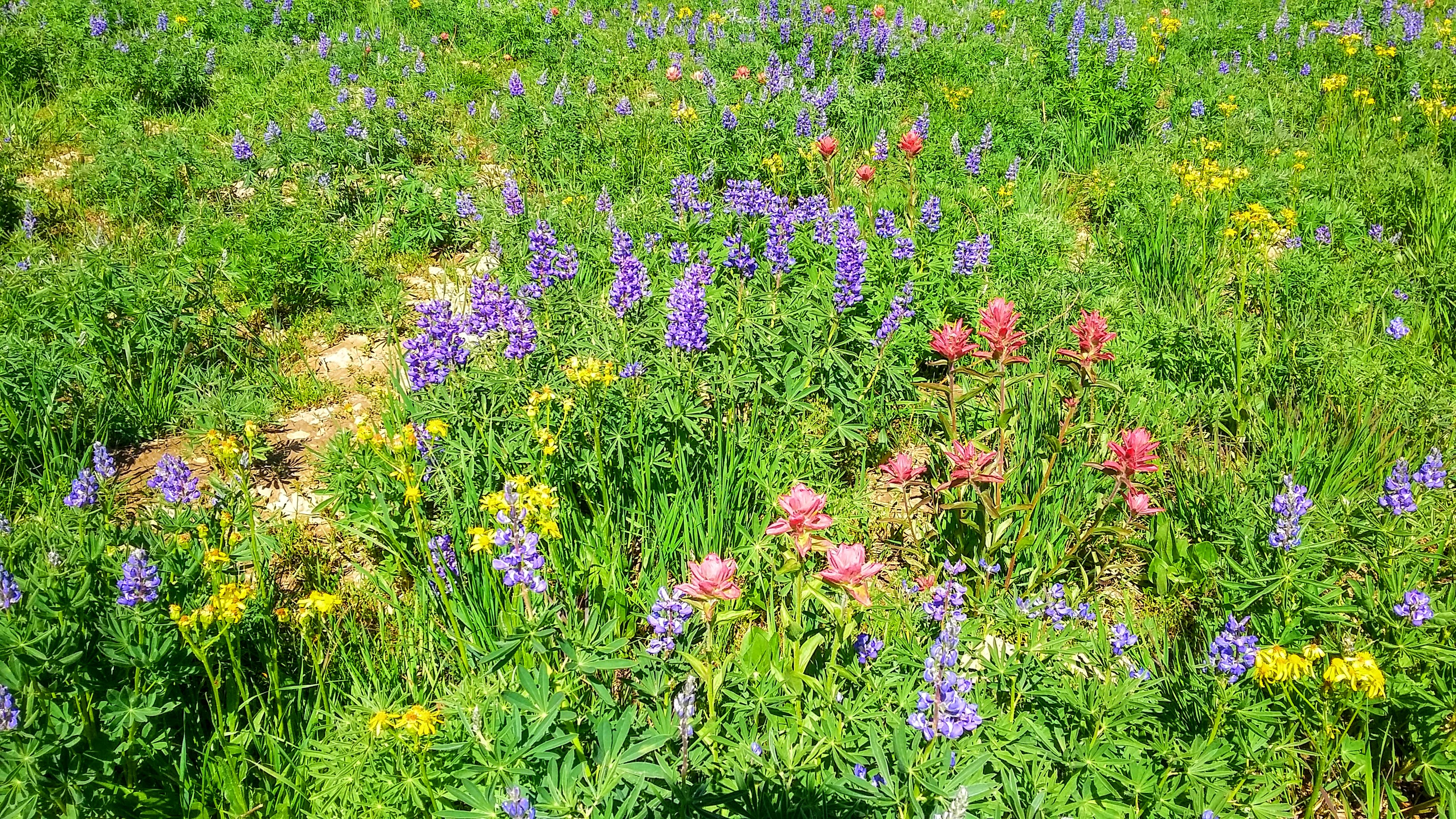 Hike Timpanogos Summit via Timpooneke Trial