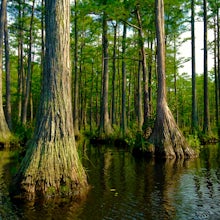 Paddle Lake Juniper