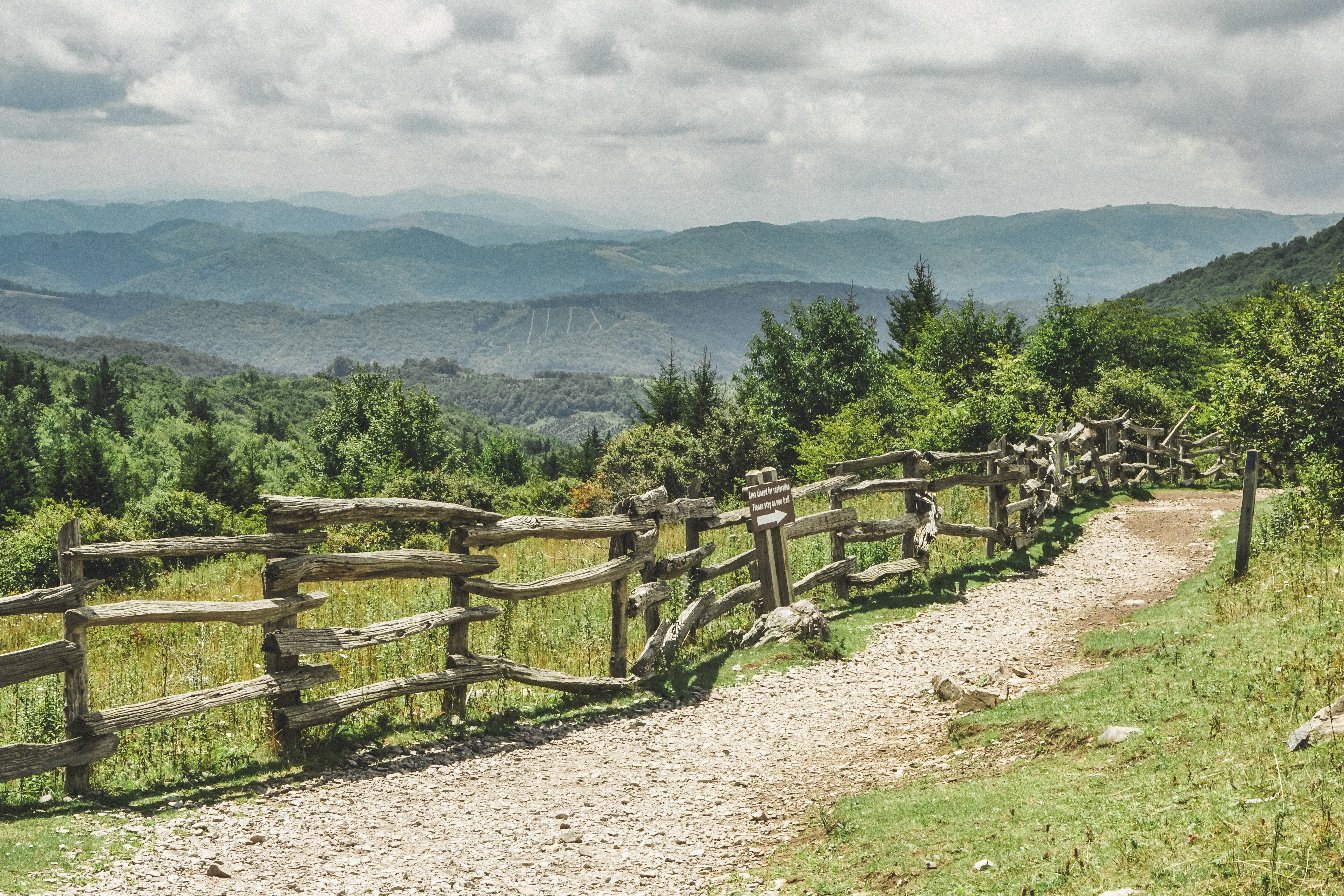 Photograph Wild Horses at Grayson Highlands State Park