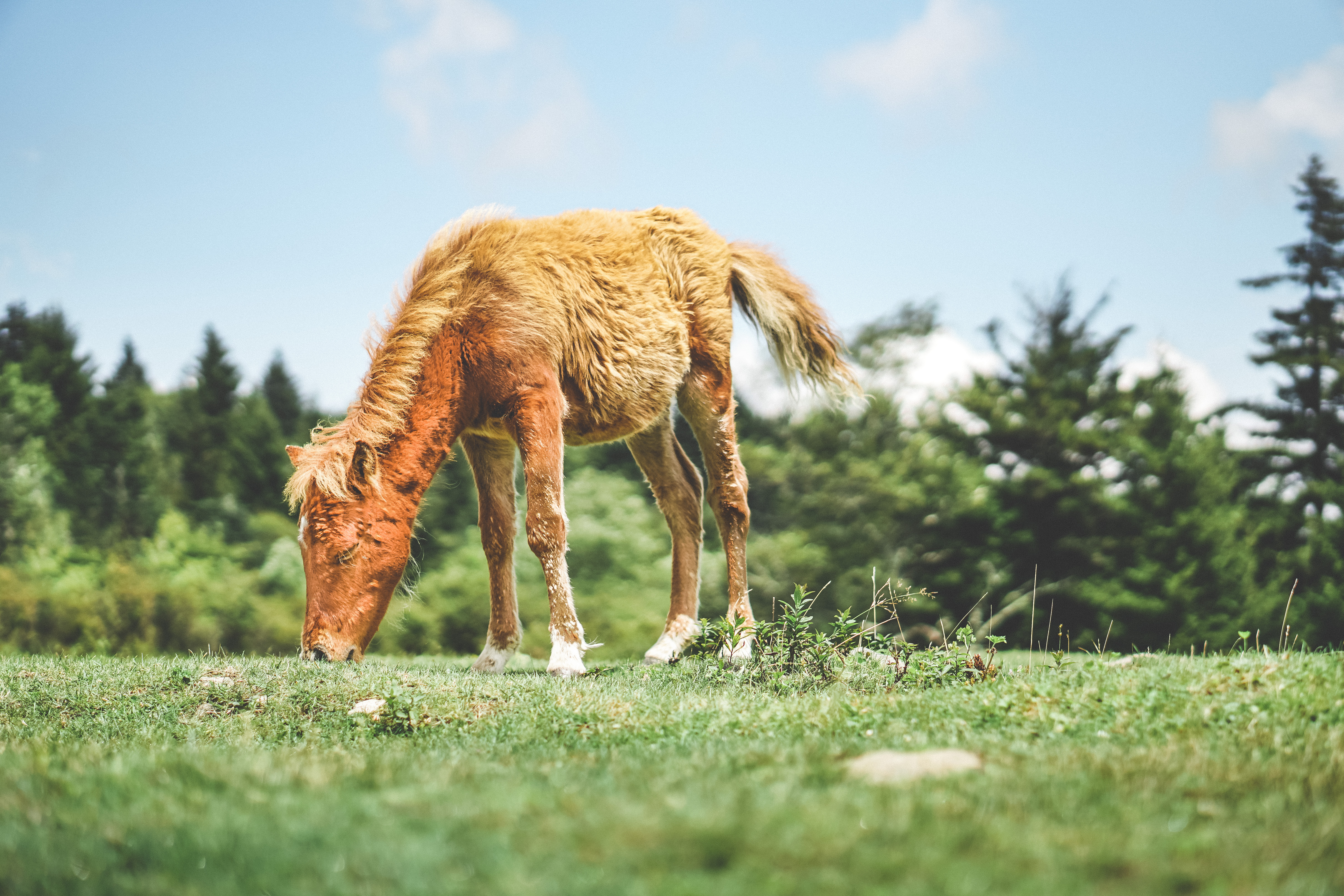 Photograph Wild Horses at Grayson Highlands State Park