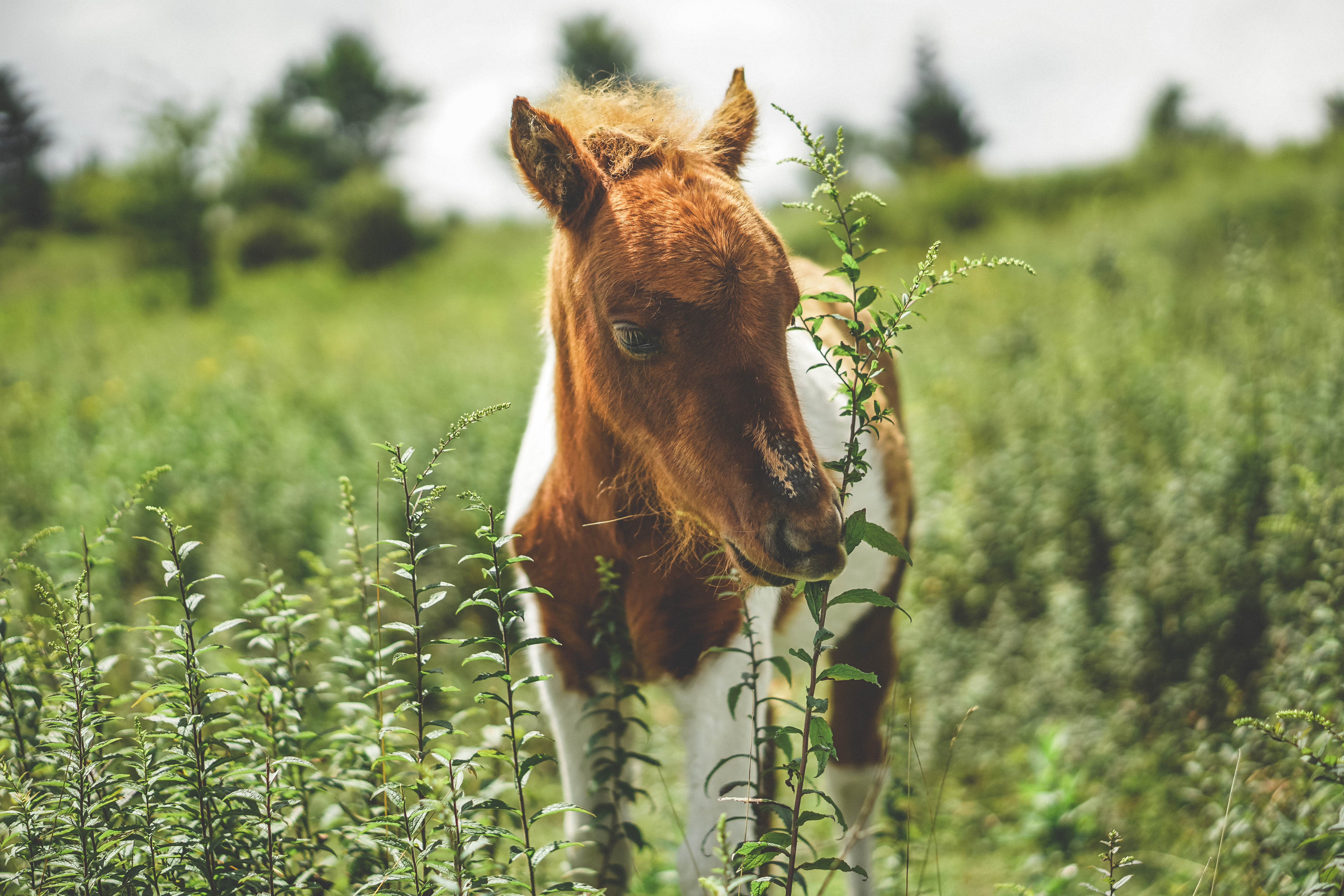 Photograph Wild Horses at Grayson Highlands State Park