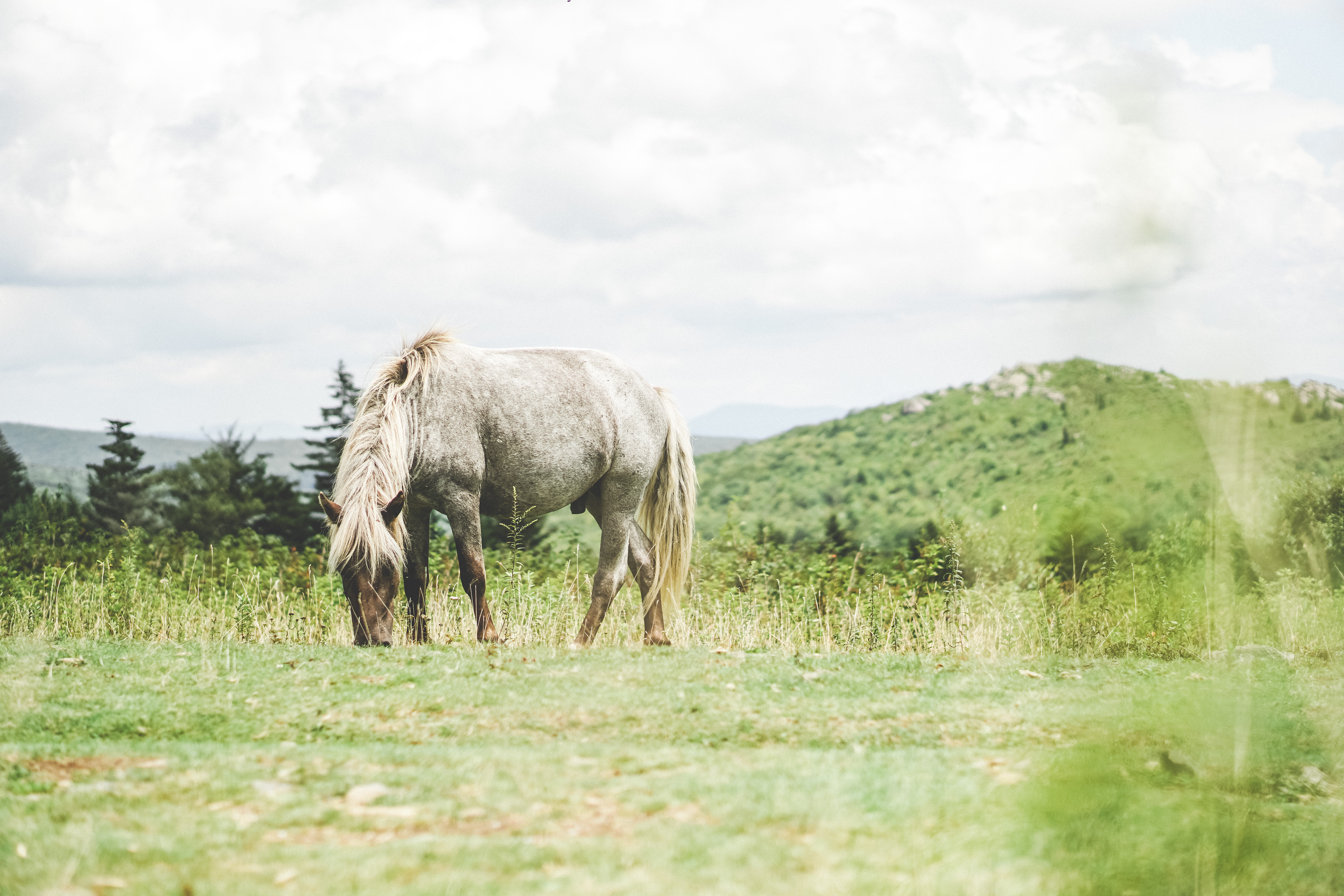 Photograph Wild Horses at Grayson Highlands State Park