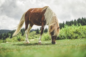 Photograph Wild Horses at Grayson Highlands State Park