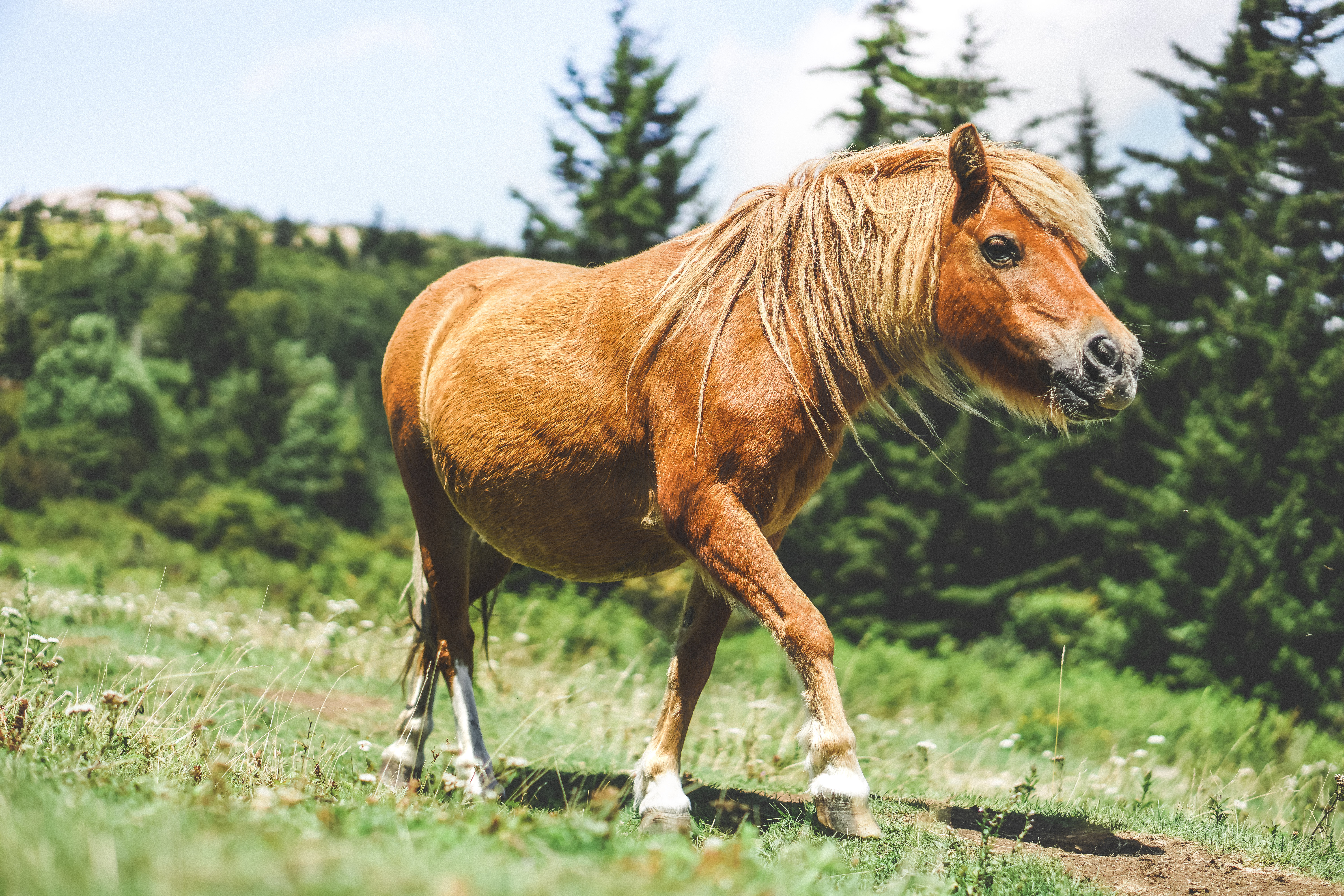 Photograph Wild Horses at Grayson Highlands State Park