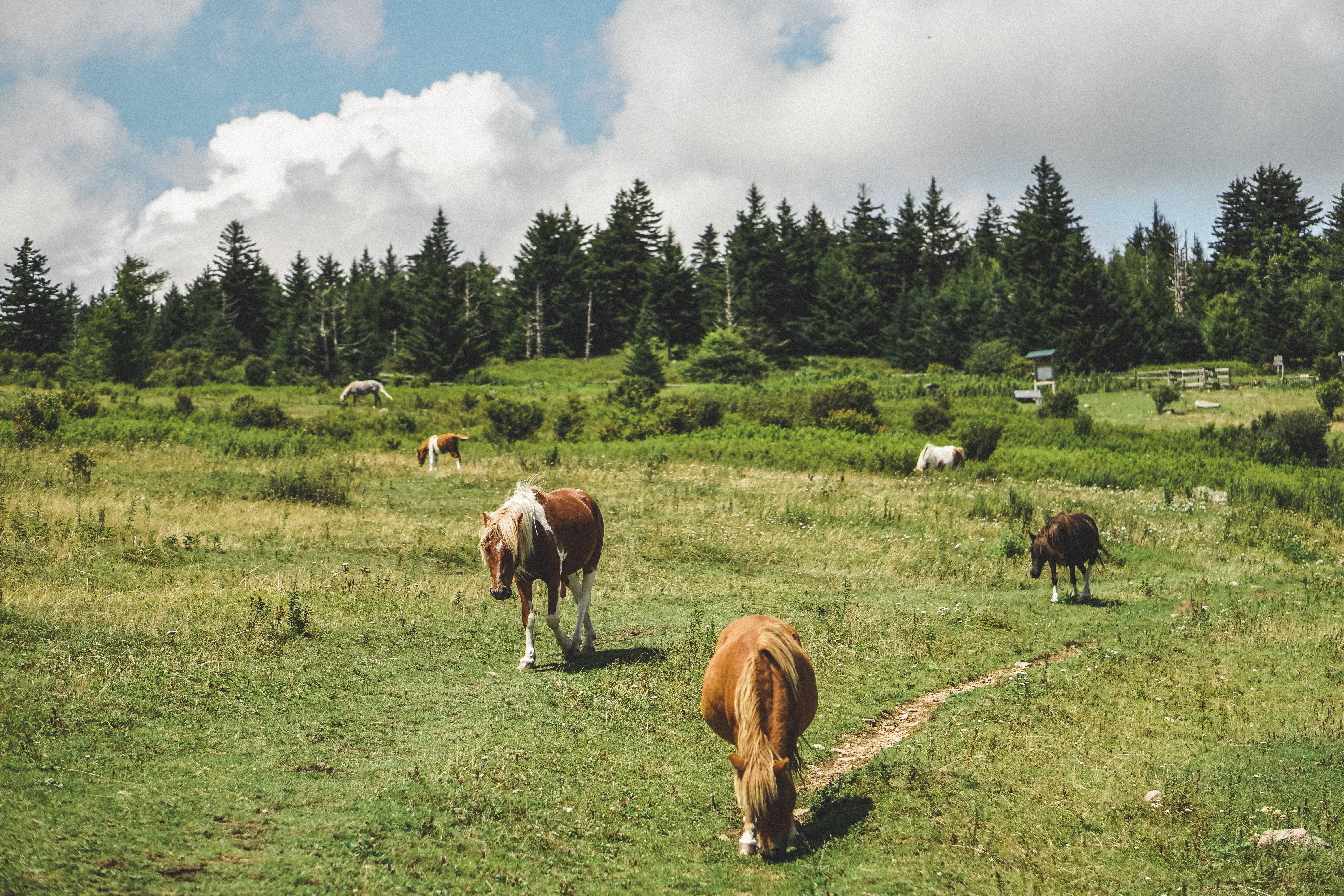 Photograph Wild Horses at Grayson Highlands State Park