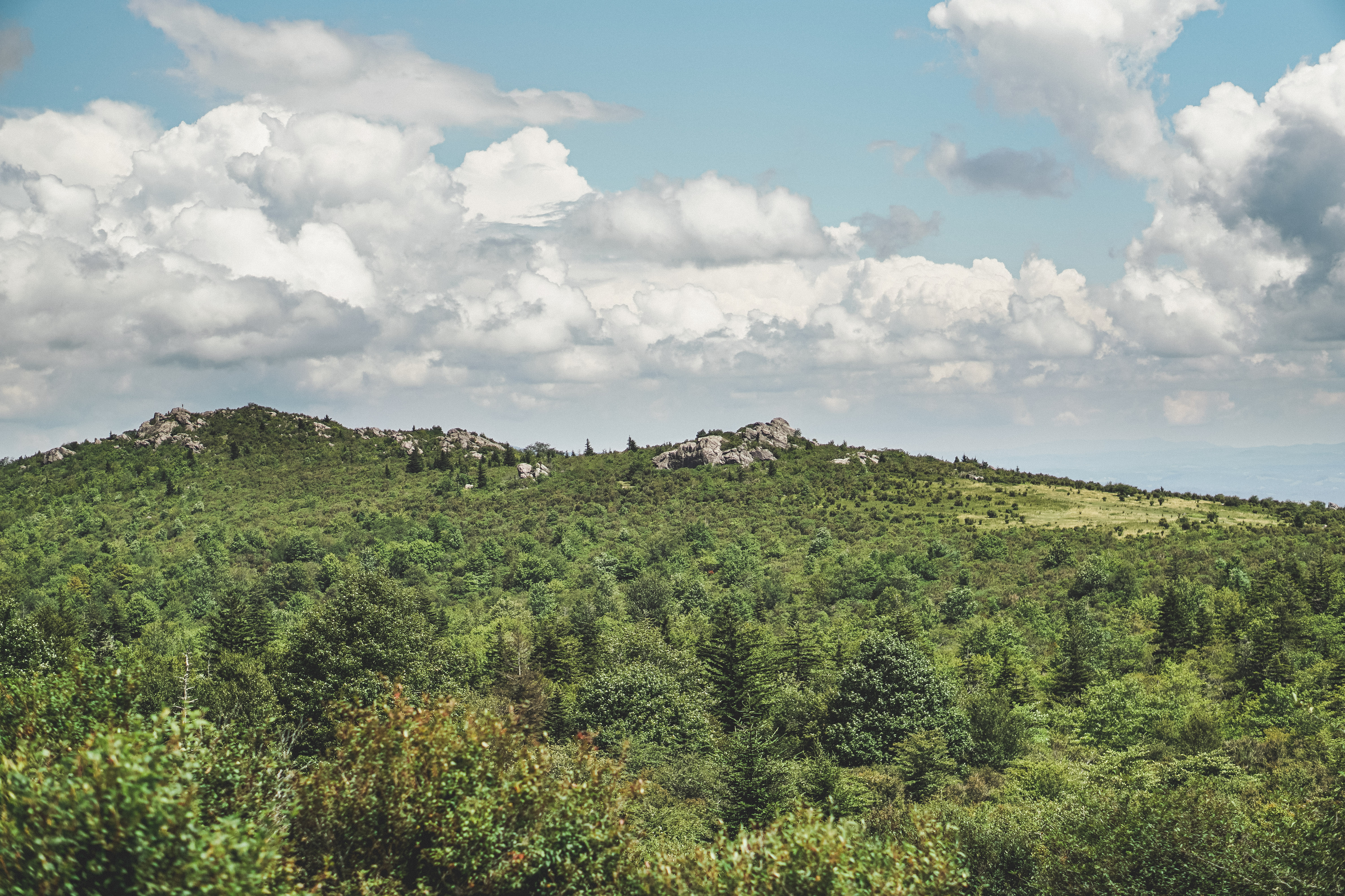 Photograph Wild Horses at Grayson Highlands State Park